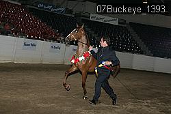 07Buckeye_1393 thumbnail