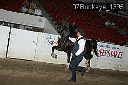 07Buckeye_1395 thumbnail