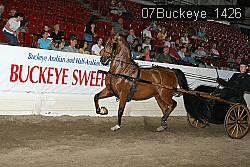 07Buckeye_1426 thumbnail