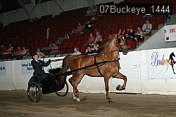 07Buckeye_1444 thumbnail