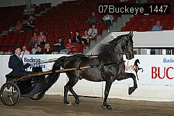 07Buckeye_1447 thumbnail