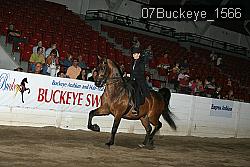 07Buckeye_1566 thumbnail