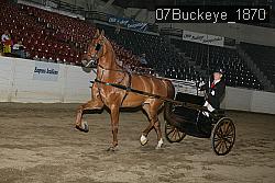 07Buckeye_1870 thumbnail