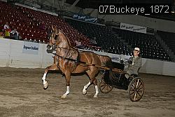 07Buckeye_1872 thumbnail