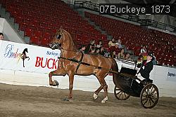 07Buckeye_1873 thumbnail