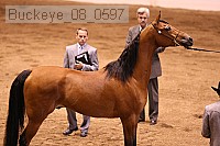 buckeye_08_0597 thumbnail