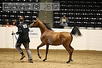 buckeye_08_2612 thumbnail
