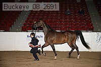buckeye_08_2691 thumbnail