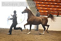 buckeye_08_3888 thumbnail