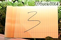 09buck-0064 thumbnail