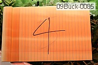 09buck-0085 thumbnail