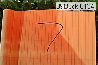 09buck-0134 thumbnail