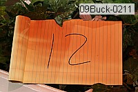 09buck-0211 thumbnail