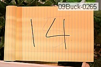 09buck-0265 thumbnail