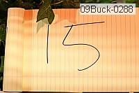 09buck-0288 thumbnail