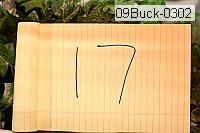 09buck-0302 thumbnail