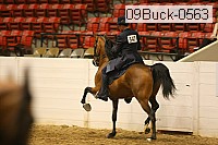09buck-0563 thumbnail