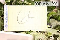 09buck-1396 thumbnail