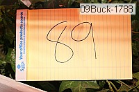 09buck-1788 thumbnail