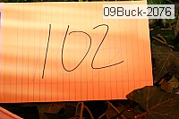 09buck-2076 thumbnail