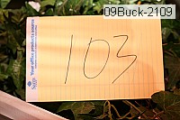 09buck-2109 thumbnail