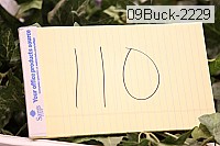 09buck-2229 thumbnail