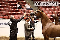 09buck-2251 thumbnail