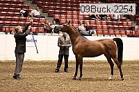 09buck-2254 thumbnail