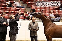 09buck-2256 thumbnail