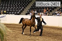 09buck-2401 thumbnail