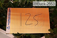 09buck-2553 thumbnail