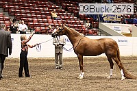 09buck-2576 thumbnail
