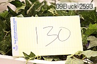 09buck-2593 thumbnail