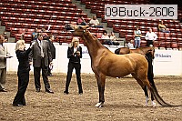 09buck-2606 thumbnail