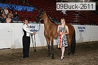 09buck-2611 thumbnail