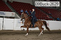 09buck-2629 thumbnail