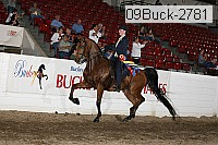 09buck-2781 thumbnail