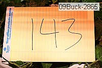 09buck-2865 thumbnail