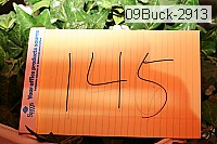 09buck-2913 thumbnail