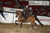 09buck-2936 thumbnail