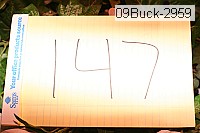 09buck-2959 thumbnail