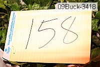 09buck-3418 thumbnail