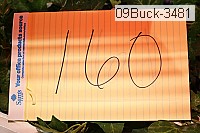 09buck-3481 thumbnail