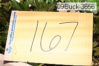 09buck-3656 thumbnail