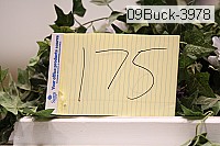 09buck-3978 thumbnail