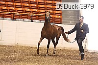 09buck-3979 thumbnail