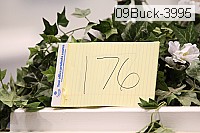 09buck-3995 thumbnail