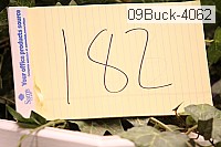 09buck-4062 thumbnail