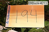 09buck-4211 thumbnail