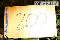 09buck-4446 thumbnail